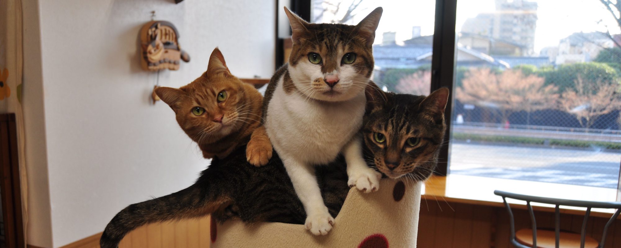 京都猫カフェ ねこ会議　猫の写真②